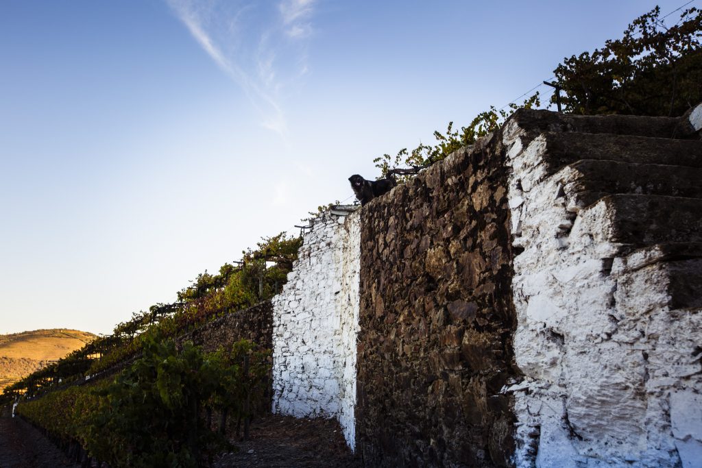 Sebastian the estate dog walking through the vineyard at Quinta do Noval port house in the Duoro Valley, Portugal, by photographer Andy Barnham