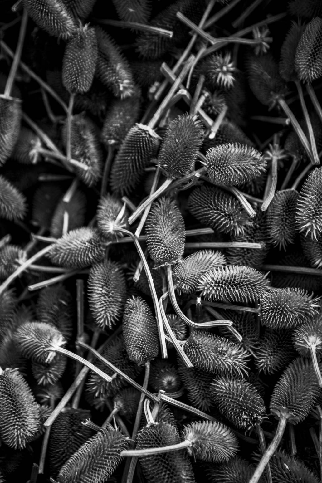 Pile of dried teasels